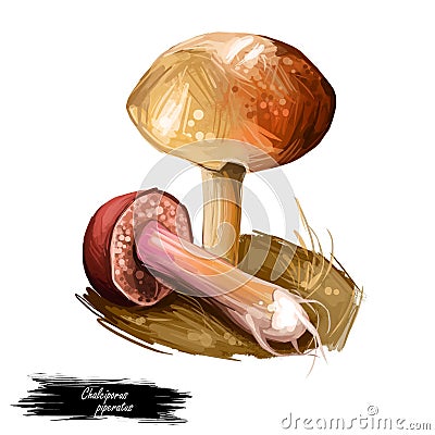 Chalciporus piperatus peppery bolete, small pored edible mushroom of family Boletaceae isolated. Digital art illustration, natural Cartoon Illustration