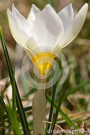 Chalice like goblet of a white crocus close up Stock Photo