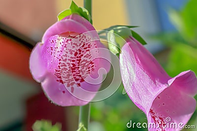 Chalices of digitalis flowers on a blurred background Stock Photo