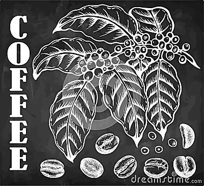 Chalk drawing coffee tree with coffee fruits on branch, roasted beans and leaves isolated on blackboard. Vector Illustration