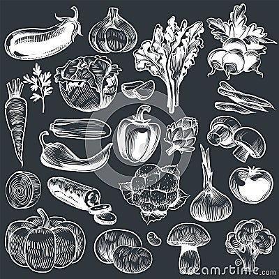 Chalk drawing of vegetables. Various vintage hand drawn vegetable, organic carrots broccoli eggplant, cabbage and Vector Illustration