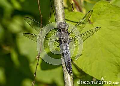 Chalk-fronted Corporal Dragonfly Stock Photo