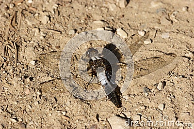 Chalk-fronted Corporal Dragonfly 701078 Stock Photo