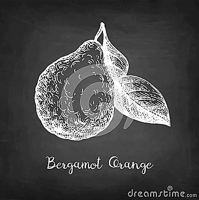 Chalk sketch of bergamot orange Vector Illustration