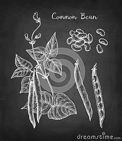 Chalk sketch of common bean Vector Illustration