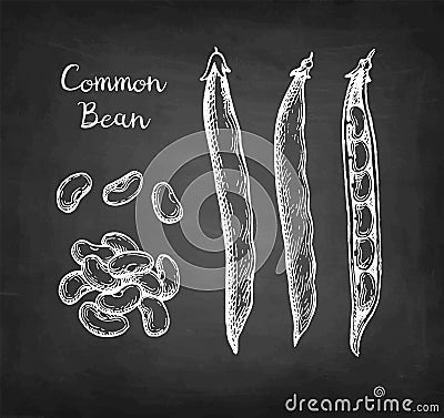 Chalk sketch of common bean Vector Illustration