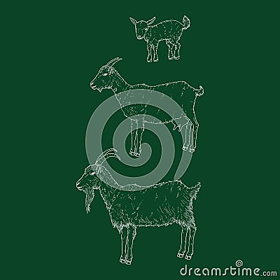 Chalk Sketch Goats Family Vector Illustration