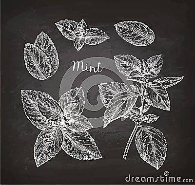 Chalk sketch of mint Vector Illustration