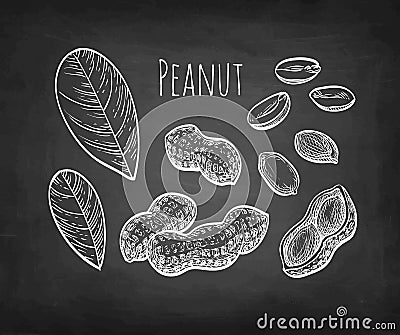 Chalk sketch of peanut. Vector Illustration