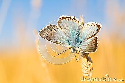 Chalkhill Blue butterfly, Polymmatus coridion, on grass. Stock Photo