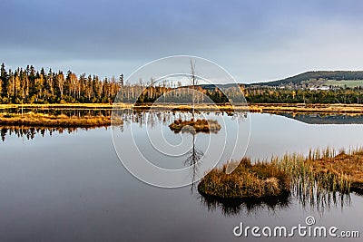 Chalupska Moor near village of Borova Lada, Czech republic. Beautiful reflection in a lake with single birch on island in Sumava Stock Photo