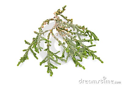 Chamaecyparis, common names cypress or false cypress isolated on white background Stock Photo