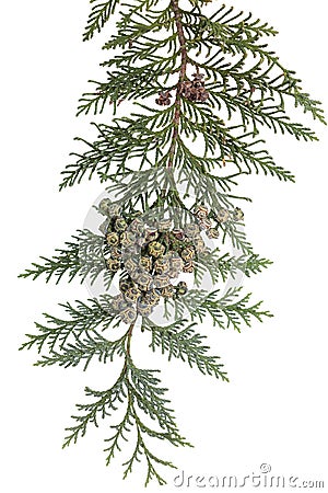 Chamaecyparis lawsoniana Stock Photo