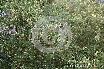 Chamaecyparis obtusa`Globosa variegata` Stock Photo