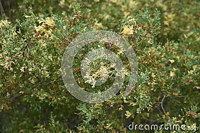 Chamaecyparis obtusa`Globosa variegata` Stock Photo