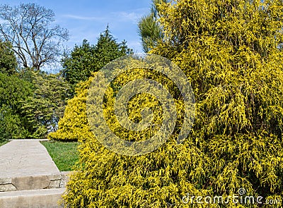 Chamaecyparis pisifera `Filifera Aurea` Sawara cypress or Sawara Japanese. Yellow leaves of false cypress in spring Arboretum Pa Stock Photo