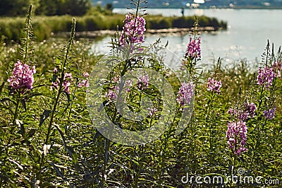 Chamaenerion angustifolium purple flowers. Fireweed plant, medical tea Stock Photo