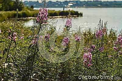 Chamaenerion angustifolium purple flowers. Fireweed plant, medical tea Stock Photo