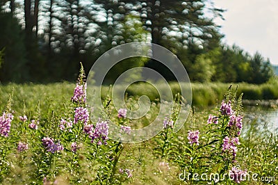 Chamaenerion angustifolium purple flowers. Fireweed plant, medical tea Stock Photo