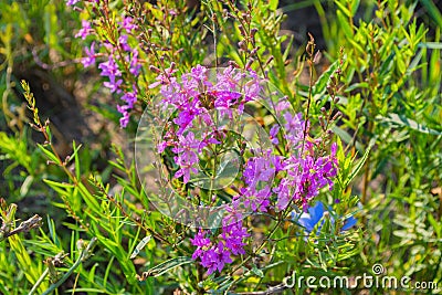 Chamaenerion angustifolium with purple flowers. Fireweed plant, medical tea. Stock Photo