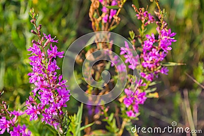 Chamaenerion angustifolium with purple flowers. Fireweed plant, medical tea. Stock Photo