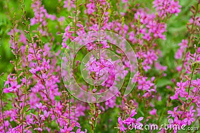 Chamaenerion angustifolium with purple flowers. Fireweed plant, medical tea. Stock Photo