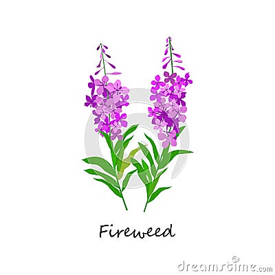 Chamaenerion. Fireweed. Wildflower. Botany Set herbs. Vector Illustration