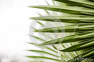 Chamaerops Humilis plant - beautiful details and texture Stock Photo