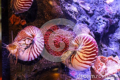 Chambered nautilus Stock Photo