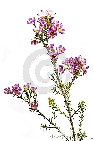 Chamelaucium uncinatum or waxflower Stock Photo