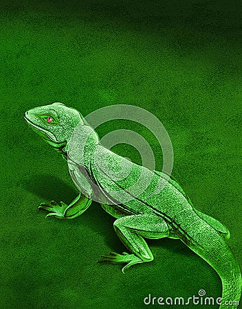 Chameleon Stock Photo