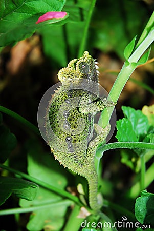 Chameleon Stock Photo