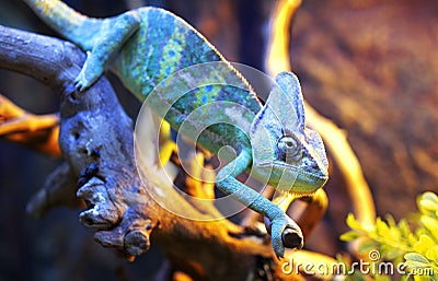 Chameleon Stock Photo