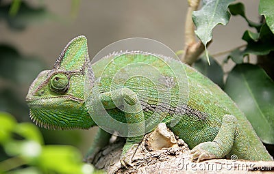 Chameleon 5 Stock Photo