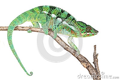 Chameleon Stock Photo