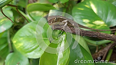 chameleon animal Artificial skin change color like a chameleon animal Stock Photo