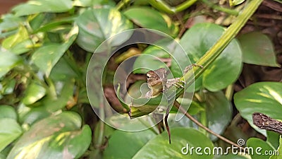 chameleon animal Artificial skin change color like a chameleon animal Stock Photo