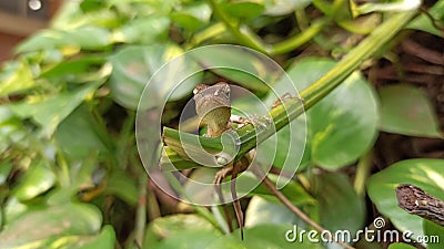 chameleon animal Artificial skin change color like a chameleon animal Stock Photo