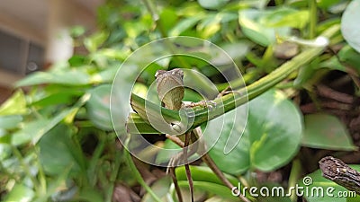 chameleon animal Artificial skin change color like a chameleon animal Stock Photo