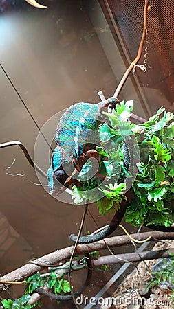 Chameleon animal is changing color Stock Photo