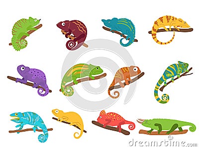 Chameleon animal. Mexican colourful lizard with curvy tail, tropical reptile animal and wild exotic chameleons vector Vector Illustration