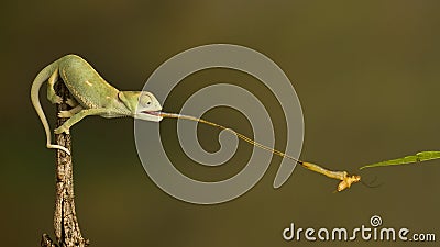 Chameleon Stock Photo