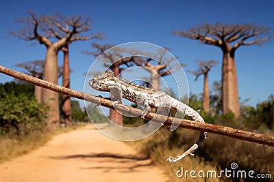 Chameleon and baobabs Stock Photo