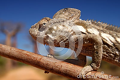 Chameleon and baobabs Stock Photo