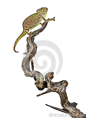 Chameleon on branch Stock Photo