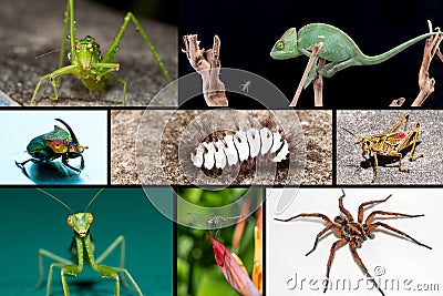 Chameleon and Bugs collage Stock Photo