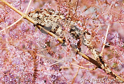 Chameleon Camoflouging in Pink Blossom Stock Photo