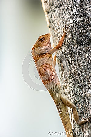 Chameleon changing skin colors in two tones Stock Photo