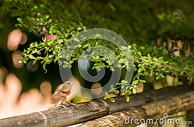 Chameleon climb on bamboo Stock Photo