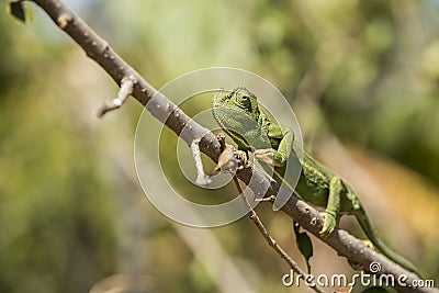 Chameleon climbing branch in tree Stock Photo